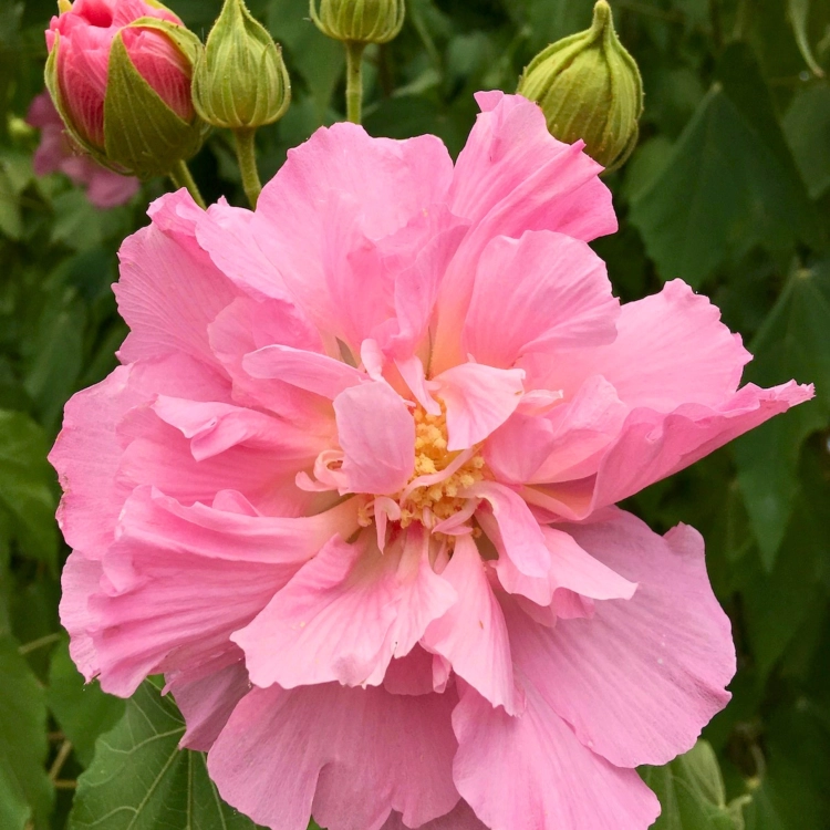 Nasiona-Ketmii-Zmiennej-Hibiscus-Mutabilis (5).png