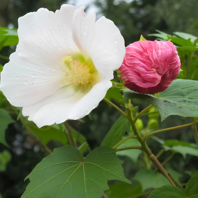Nasiona-Ketmii-Zmiennej-Hibiscus-Mutabilis (4).png