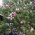 Nasiona-Ketmii-Zmiennej-Hibiscus-Mutabilis (3).png