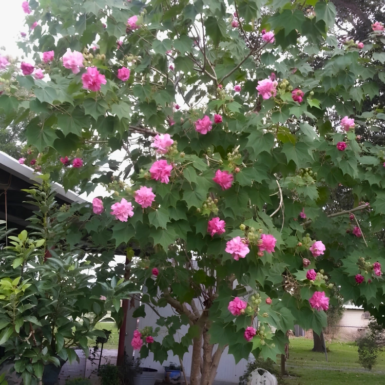 Nasiona-Ketmii-Zmiennej-Hibiscus-Mutabilis (3).png