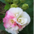 Nasiona-Ketmii-Zmiennej-Hibiscus-Mutabilis (2).png