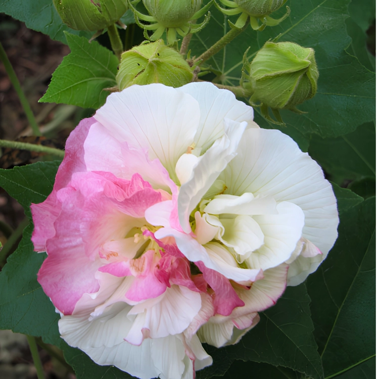 Nasiona-Ketmii-Zmiennej-Hibiscus-Mutabilis (2).png