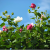 Nasiona-Ketmii-Zmiennej-Hibiscus-Mutabilis (1).png