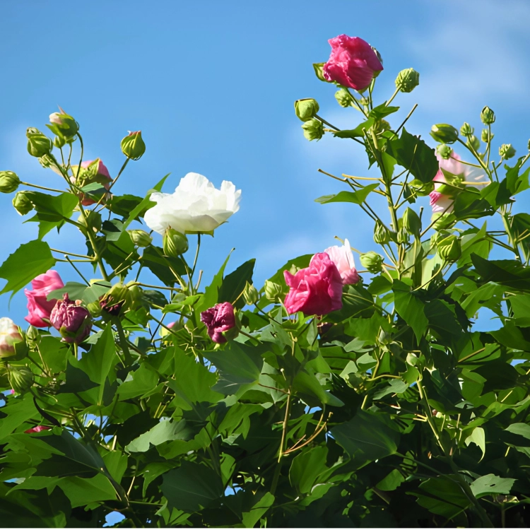 Nasiona-Ketmii-Zmiennej-Hibiscus-Mutabilis (1).png