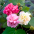Nasiona-Ketmii-Zmiennej-Hibiscus-Mutabilis.png