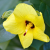 Nasiona-Ketmii-Lipowatej-Hibiscus-Tiliaceus (6).png
