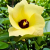 Nasiona-Ketmii-Lipowatej-Hibiscus-Tiliaceus (5).png