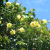 Nasiona-Ketmii-Lipowatej-Hibiscus-Tiliaceus (4).png
