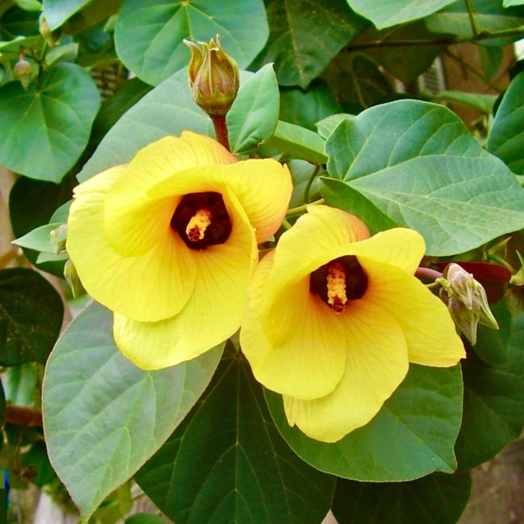 Nasiona-Ketmii-Lipowatej-Hibiscus-Tiliaceus (3).png