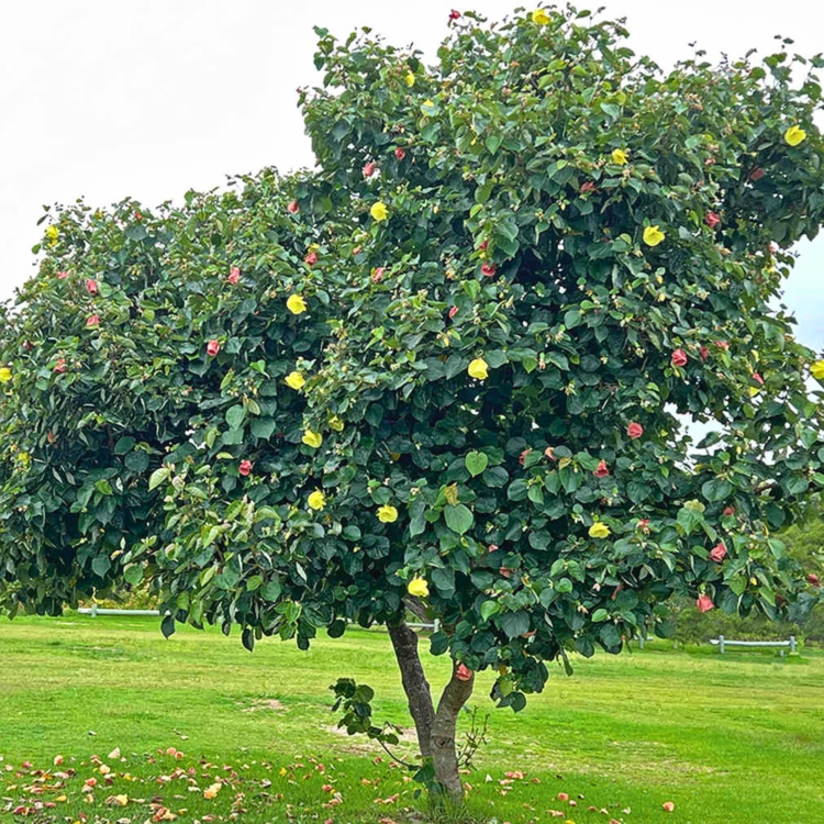 Nasiona-Ketmii-Lipowatej-Hibiscus-Tiliaceus (1).png