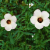 Nasiona-Ketmii-Południowej-Hibiscus-Trionum (4).png