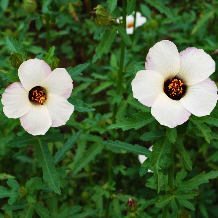 Nasiona-Ketmii-Południowej-Hibiscus-Trionum (4).png