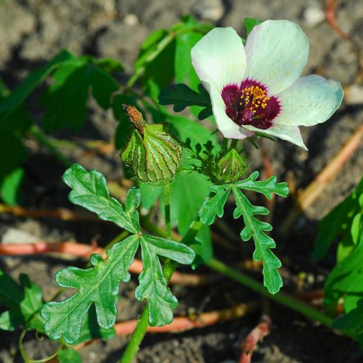 Nasiona-Ketmii-Południowej-Hibiscus-Trionum (3).png