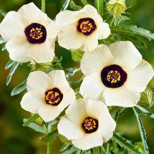Nasiona-Ketmii-Południowej-Hibiscus-Trionum (2).png