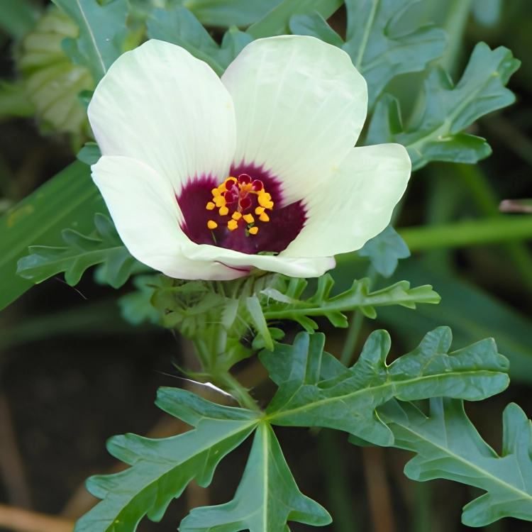 Nasiona-Ketmii-Południowej-Hibiscus-Trionum (1).png