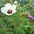 Nasiona-Ketmii-Południowej-Hibiscus-Trionum.png