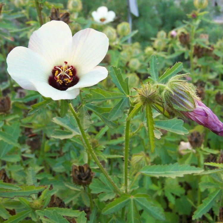 Nasiona-Ketmii-Południowej-Hibiscus-Trionum.png