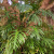 Nasiona-Filodendrona-Promienistego-Philodendron-Radiatum (5).png