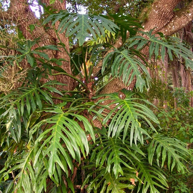 Nasiona-Filodendrona-Promienistego-Philodendron-Radiatum (5).png