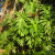 Nasiona-Filodendrona-Promienistego-Philodendron-Radiatum (4).png