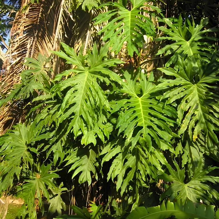 Nasiona-Filodendrona-Promienistego-Philodendron-Radiatum (4).png