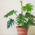 Nasiona-Filodendrona-Promienistego-Philodendron-Radiatum (3).png