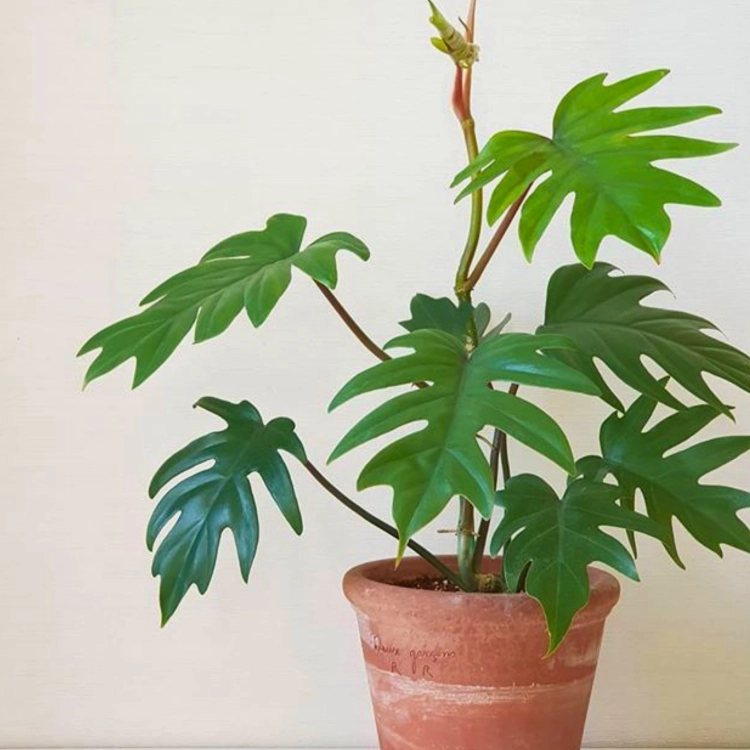 Nasiona-Filodendrona-Promienistego-Philodendron-Radiatum (3).png