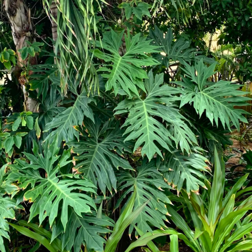 Nasiona-Filodendrona-Promienistego-Philodendron-Radiatum (1).png