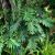 Nasiona-Filodendrona-Promienistego-Philodendron-Radiatum (1).png