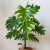 Nasiona-Filodendrona-Promienistego-Philodendron-Radiatum.png
