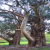 Nasiona-Eukaliptusa-Błyszczącego-Eucalyptus-Nitens (5).png