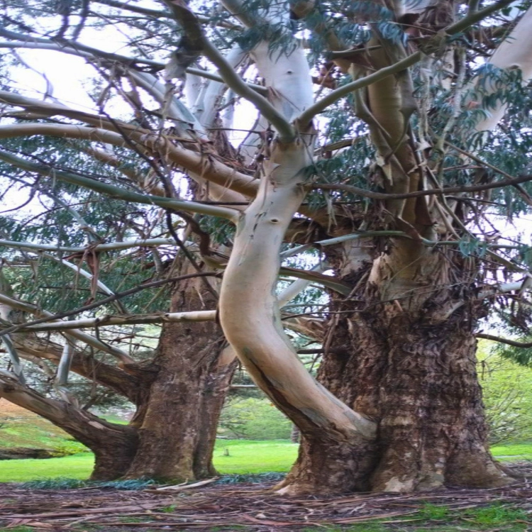 Nasiona-Eukaliptusa-Błyszczącego-Eucalyptus-Nitens (5).png