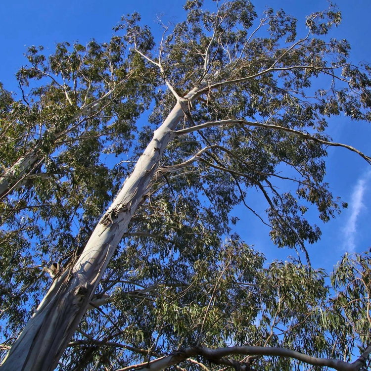 Nasiona-Eukaliptusa-Błyszczącego-Eucalyptus-Nitens (4).png