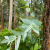 Nasiona-Eukaliptusa-Błyszczącego-Eucalyptus-Nitens (3).png
