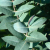 Nasiona-Eukaliptusa-Błyszczącego-Eucalyptus-Nitens (2).png