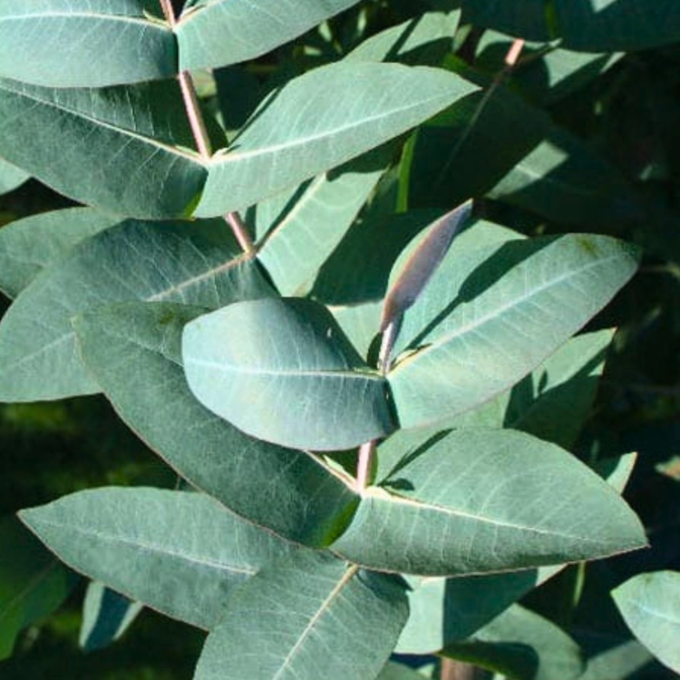 Nasiona-Eukaliptusa-Błyszczącego-Eucalyptus-Nitens (2).png
