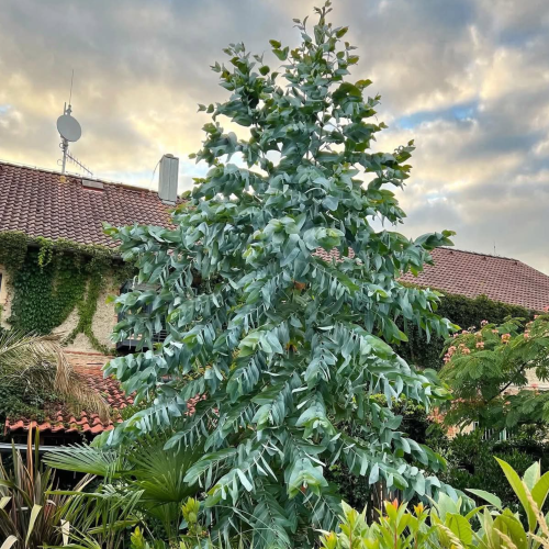 Nasiona-Eukaliptusa-Błyszczącego-Eucalyptus-Nitens (1).png