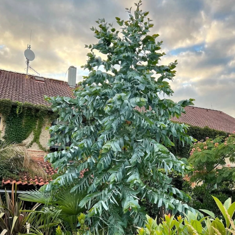 Nasiona-Eukaliptusa-Błyszczącego-Eucalyptus-Nitens (1).png