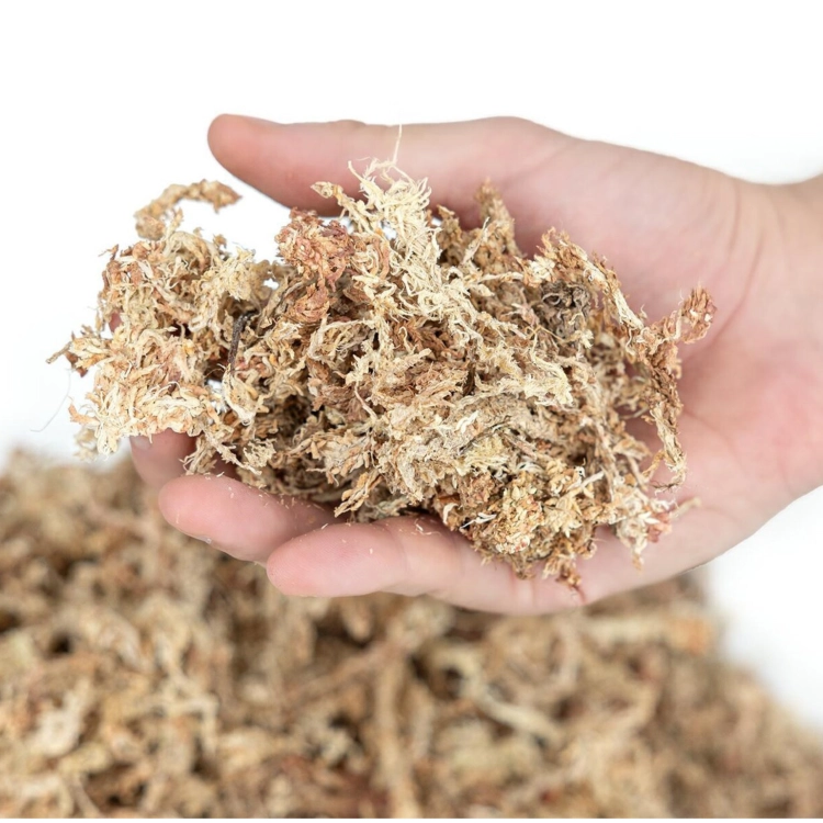 Mech Torfowiec Sphagnum Moss Podłoże do Roślin (2).png