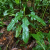 Nasiona Filodendrona Cretosum - Philodendron Cretosum (1).png