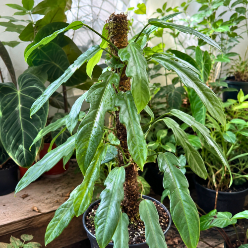 Nasiona Filodendrona Cretosum - Philodendron Cretosum (2).png