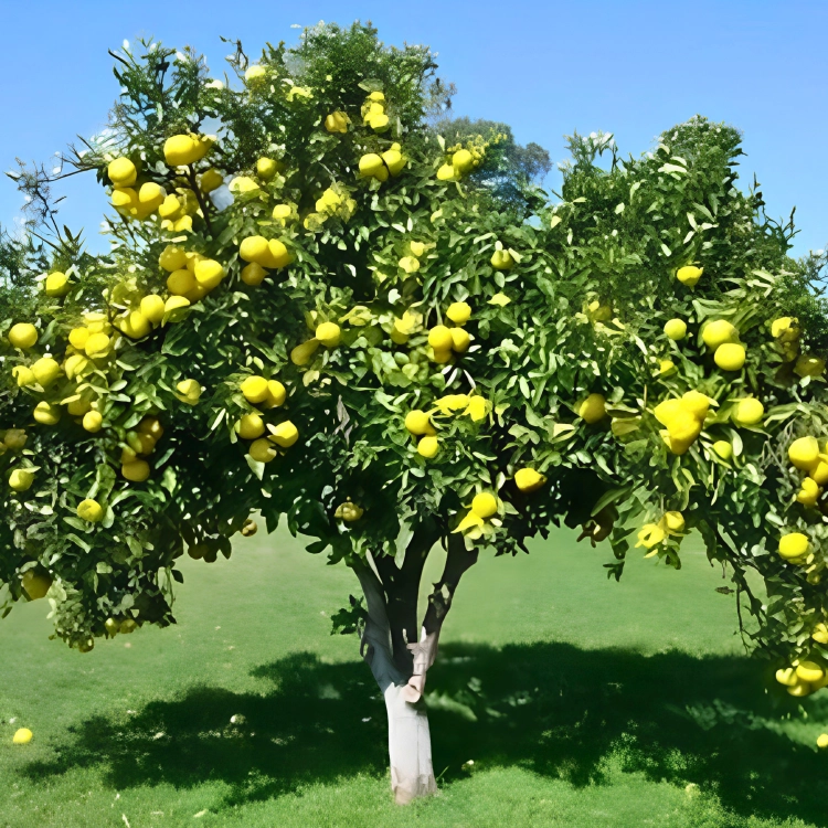 Nasiona-Pomelo-Citrus-Maxima (5).png