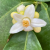 Nasiona-Pomelo-Citrus-Maxima (4).png
