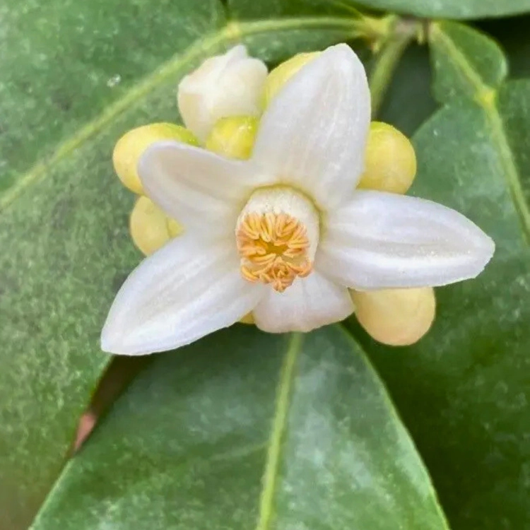 Nasiona-Pomelo-Citrus-Maxima (4).png
