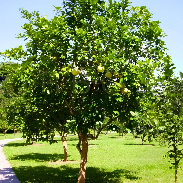 Nasiona-Pomelo-Citrus-Maxima (3).png