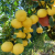 Nasiona-Pomelo-Citrus-Maxima (2).png