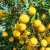 Nasiona-Pomelo-Citrus-Maxima (1).png