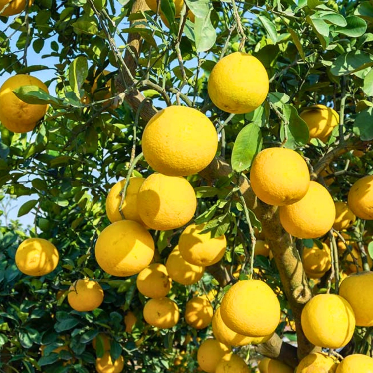 Nasiona-Pomelo-Citrus-Maxima (1).png