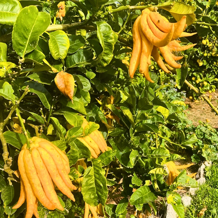 Nasiona-Cytronu-„Ręka-Buddy”-Citrus-Medica (6).png