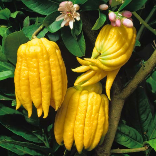 Nasiona-Cytronu-„Ręka-Buddy”-Citrus-Medica.png